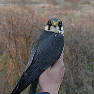 Eurasian Hobby